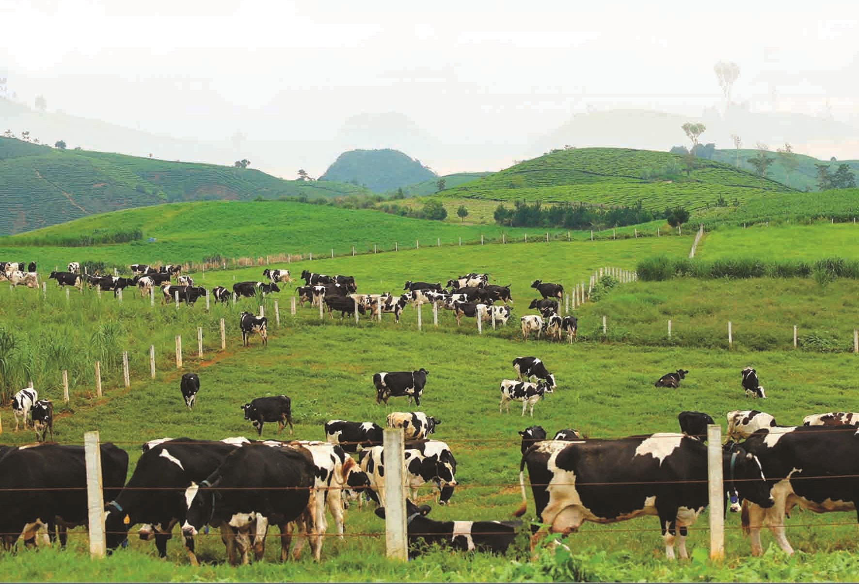 thong-bao-don-hang-chan-nuoi-tai-tinh-saitama-nhat-ban