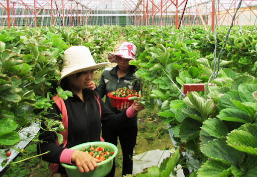 don-hang-trong-thu-hoach-dau-tay-tai-ibaraki-nhat-ban