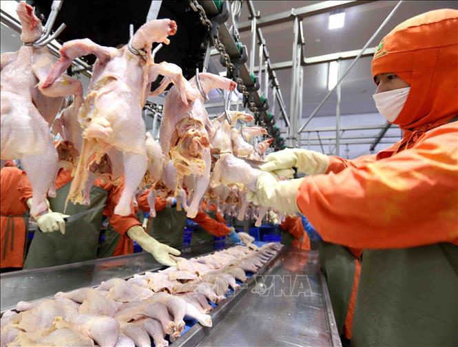 don-hang-gia-cong-xu-ly-thit-ga-tai-kagoshima-nhat-ban