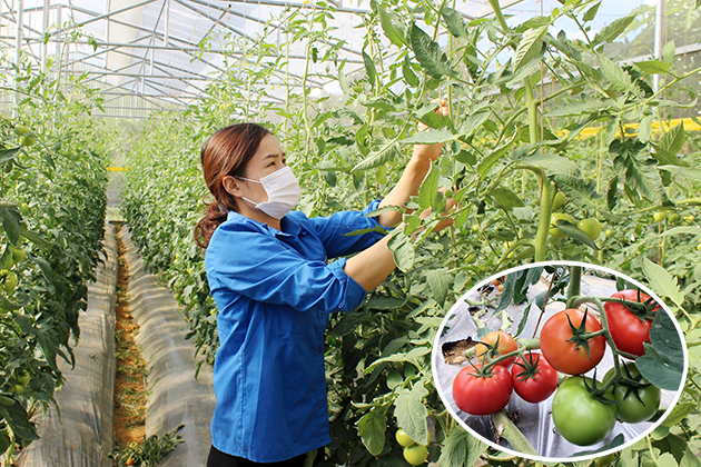 don-hang-nong-nghiep-tai-kumamoto-nhat-ban